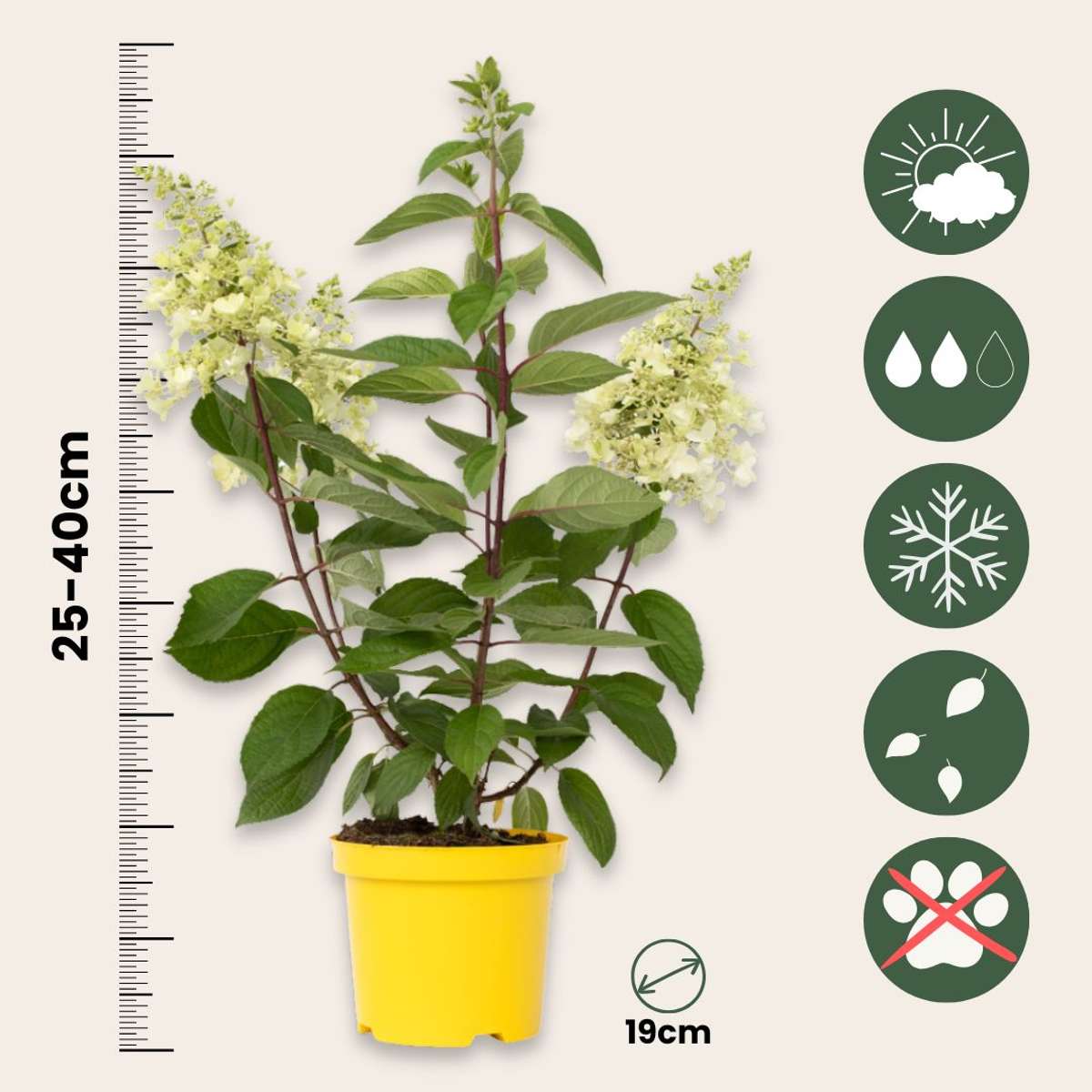 Hortensia - 2 pcs. - Hydrangea paniculata 'Candlelight' - Height 25-40cm - ⌀19cm