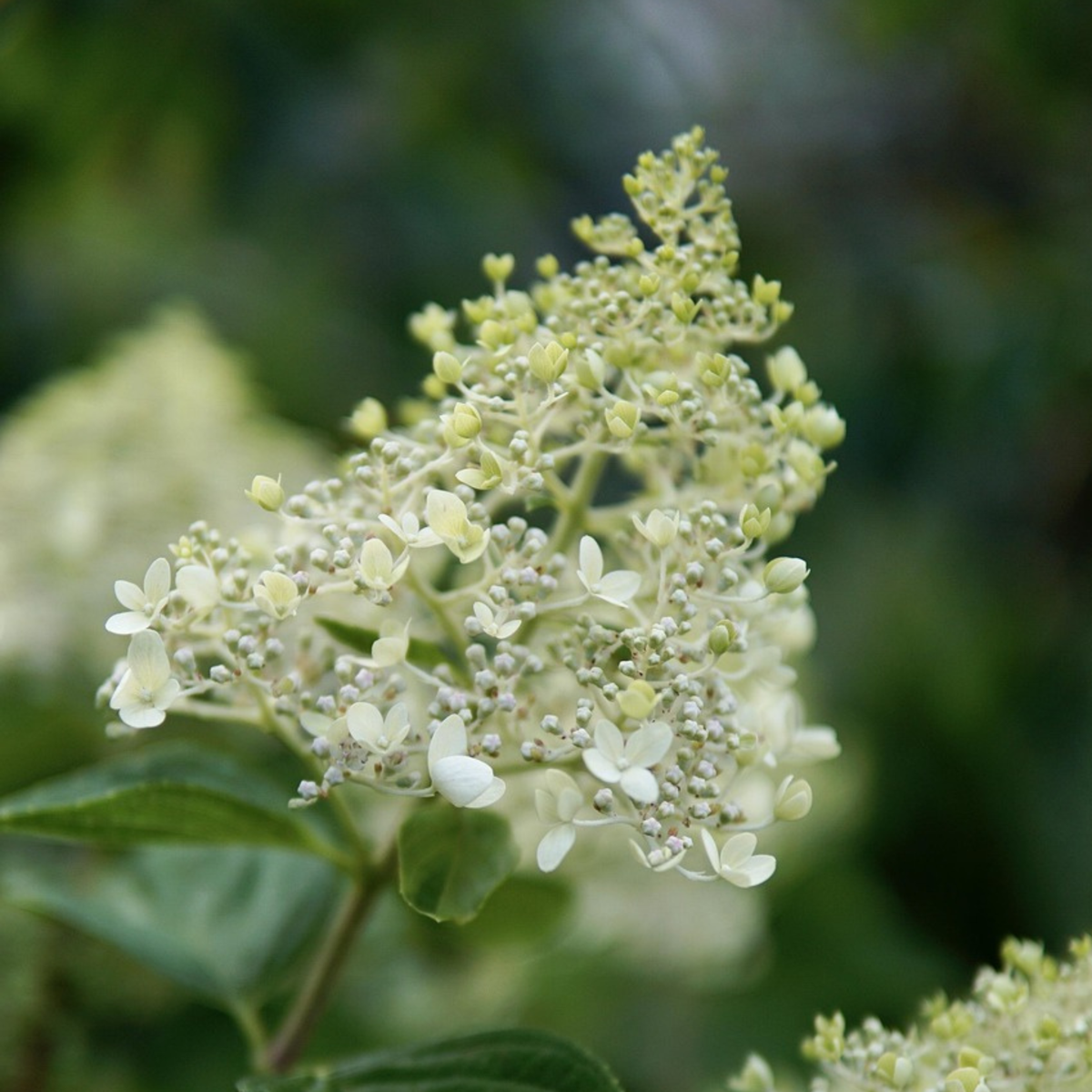 Hortensia - Hydrangea paniculata 'Bobo' - Height 25-40cm - ⌀19cm