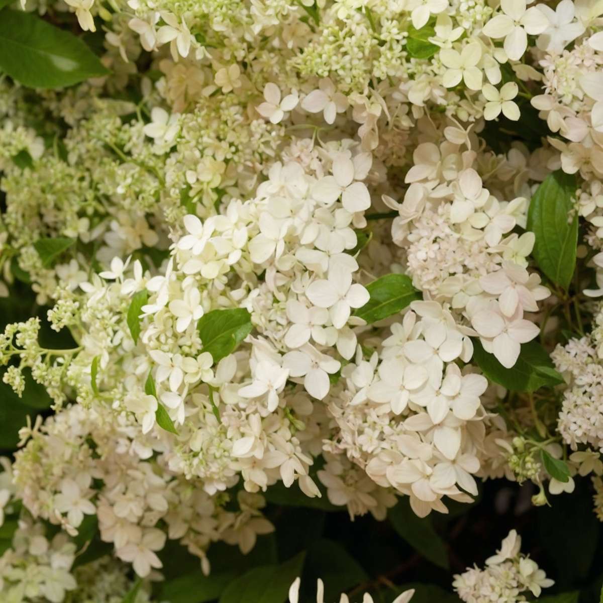 Hortensia - Hydrangea paniculata 'Confetti' - Height 25-40cm - ⌀19cm