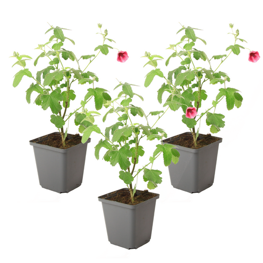 African mallow - 3 pcs. - Anisodontea capensis 'El Rayo' - Height 25-40cm - ⌀9cm