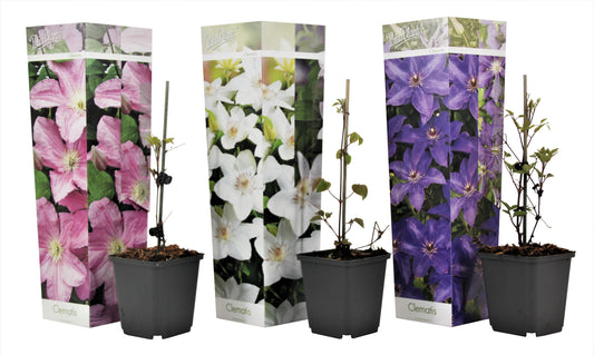 Leather flower - 3 pcs. - Clematis hybrid - Height 25-40cm - ⌀9cm