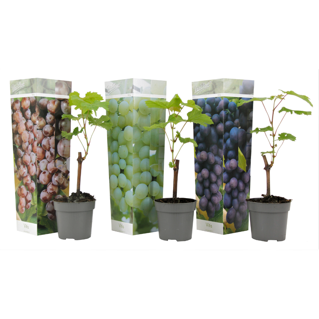 Common grape vine - 3 pcs. - Vitis vinifera - Height 25-40cm - ⌀9cm