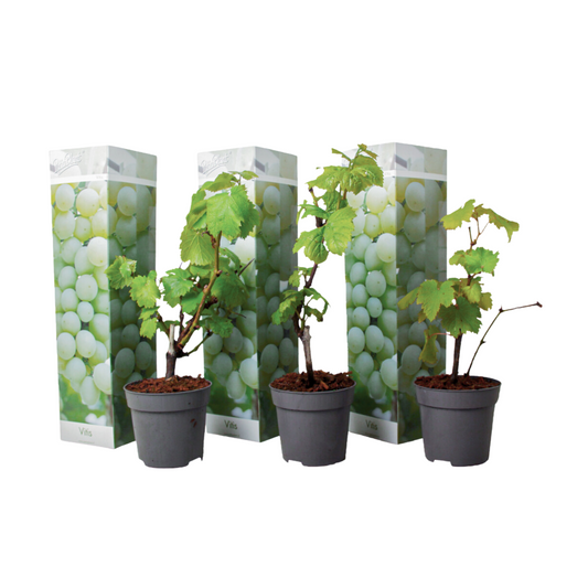 Common grape vine - 3 pcs. - Vitis vinifera 'Chardonnay' - Height 25-40cm - ⌀9cm