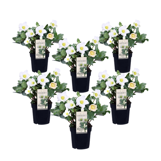 Christmas Rose - 6 pcs. - Helleborus niger 'Mont Blanc' - Height 20-30cm - ⌀12cm