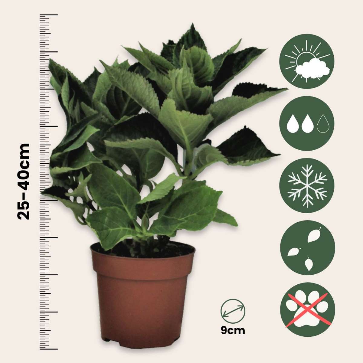 Hortensia - 6 pcs. - Hydrangea macrophylla teller 'Nizza' - H25-40cm - ⌀9cm