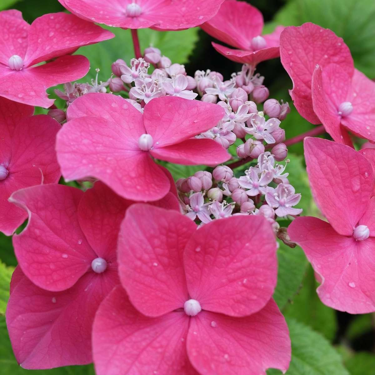 Hortensia - 3 pcs. - Hydrangea macrophylla - Height 25-40cm - ⌀9cm