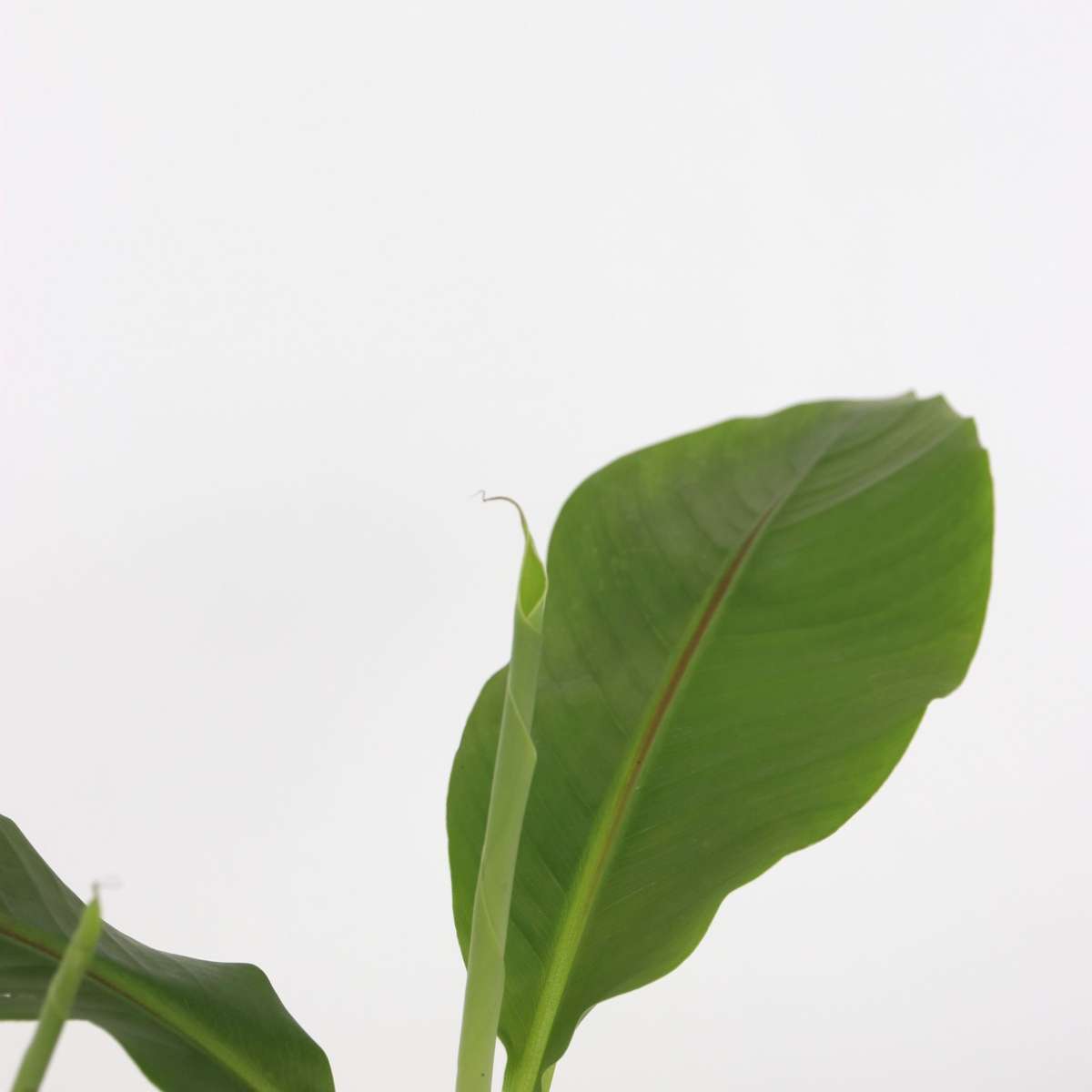 Hardy Banana - 6 pcs. - Musa basjoo - Height 25-40cm - ⌀9cm