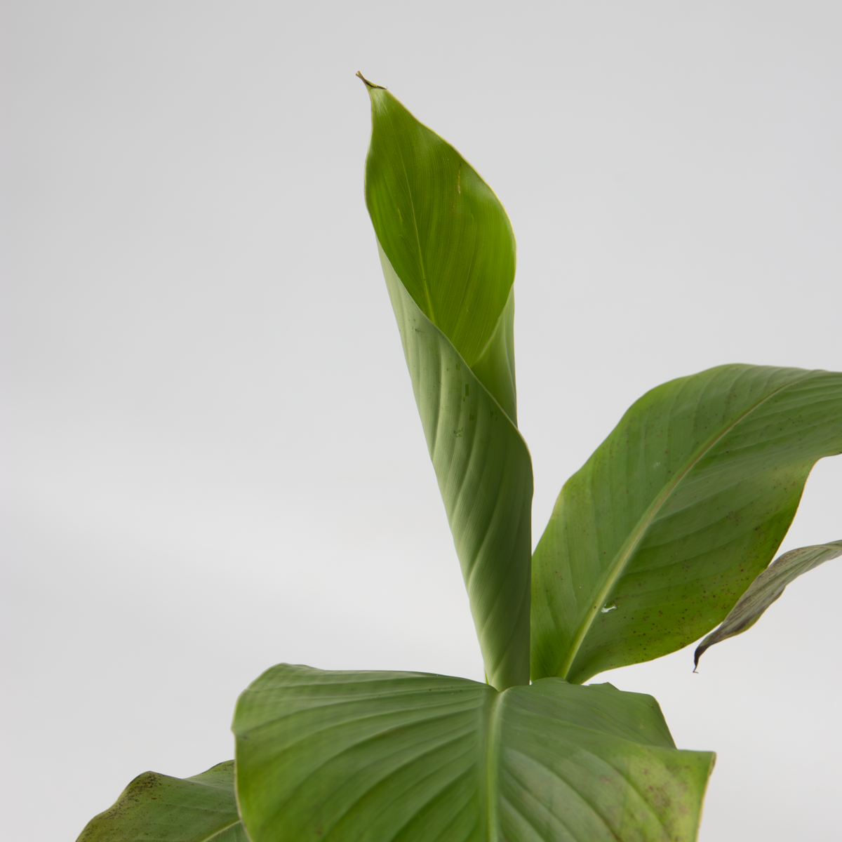 Hardy Banana - 6 pcs. - Musa basjoo - Height 25-40cm - ⌀9cm