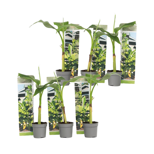 Hardy Banana - 6 pcs. - Musa basjoo - Height 25-40cm - ⌀9cm