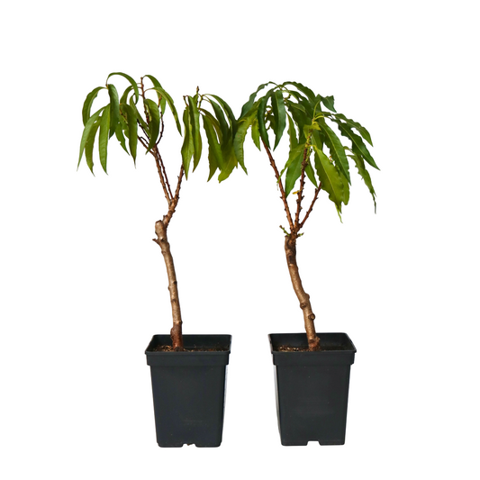 Peach Tree - 2 pcs. - Prunus 'Bonanza' - Height 60-70cm - ⌀15cm