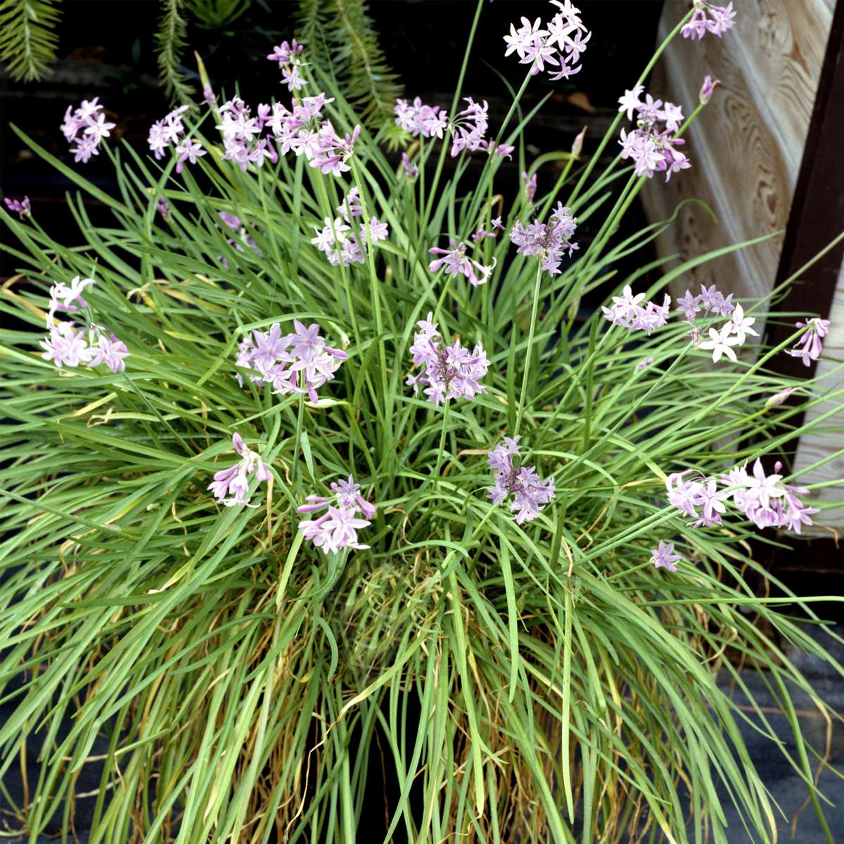 Society Garlic - 6 pcs. - Tulbaghia violacea - Height 15-25cm - ⌀9cm