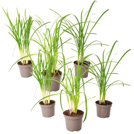 Society Garlic - 6 pcs. - Tulbaghia violacea - Height 15-25cm - ⌀9cm