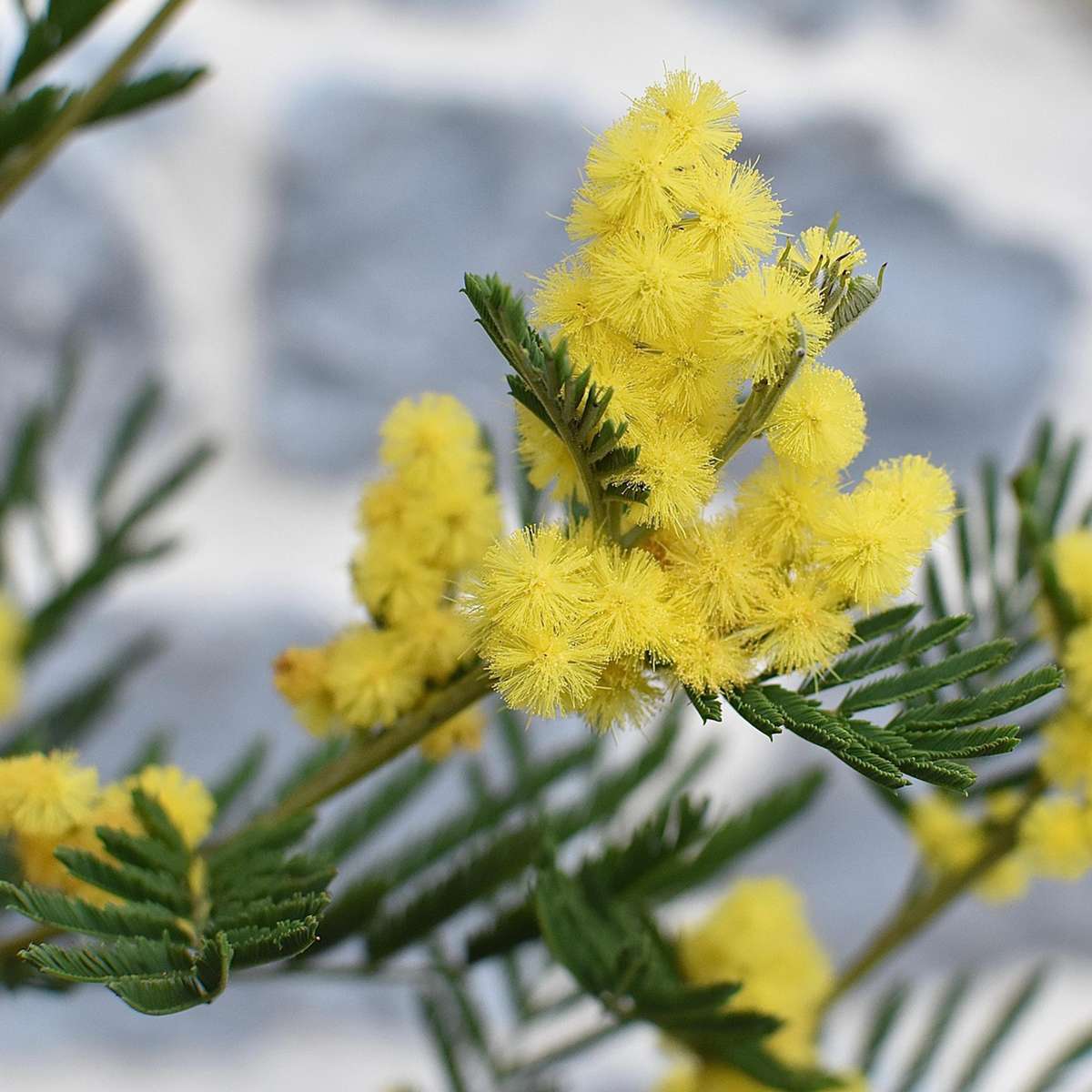 Yellow Mimosa - 3 pcs. - Mimosa dealbata - Height 25-40cm - ⌀9cm