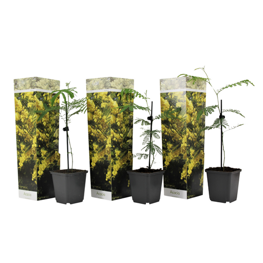 Yellow Mimosa - 3 pcs. - Mimosa dealbata - Height 25-40cm - ⌀9cm