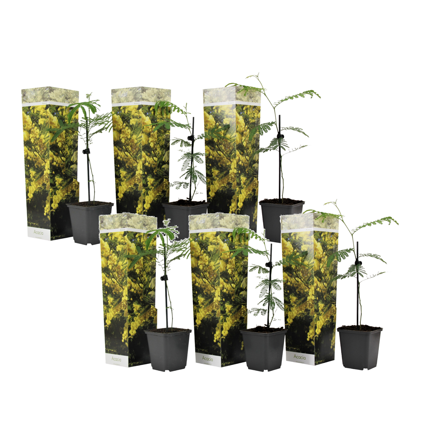 Yellow Mimosa - 6 pcs. - Mimosa dealbata - Height 25-40cm - ⌀9cm