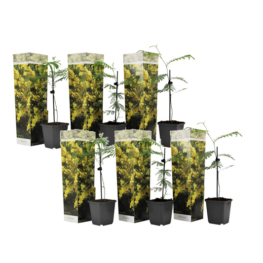 Yellow Mimosa - 6 pcs. - Mimosa dealbata - Height 25-40cm - ⌀9cm