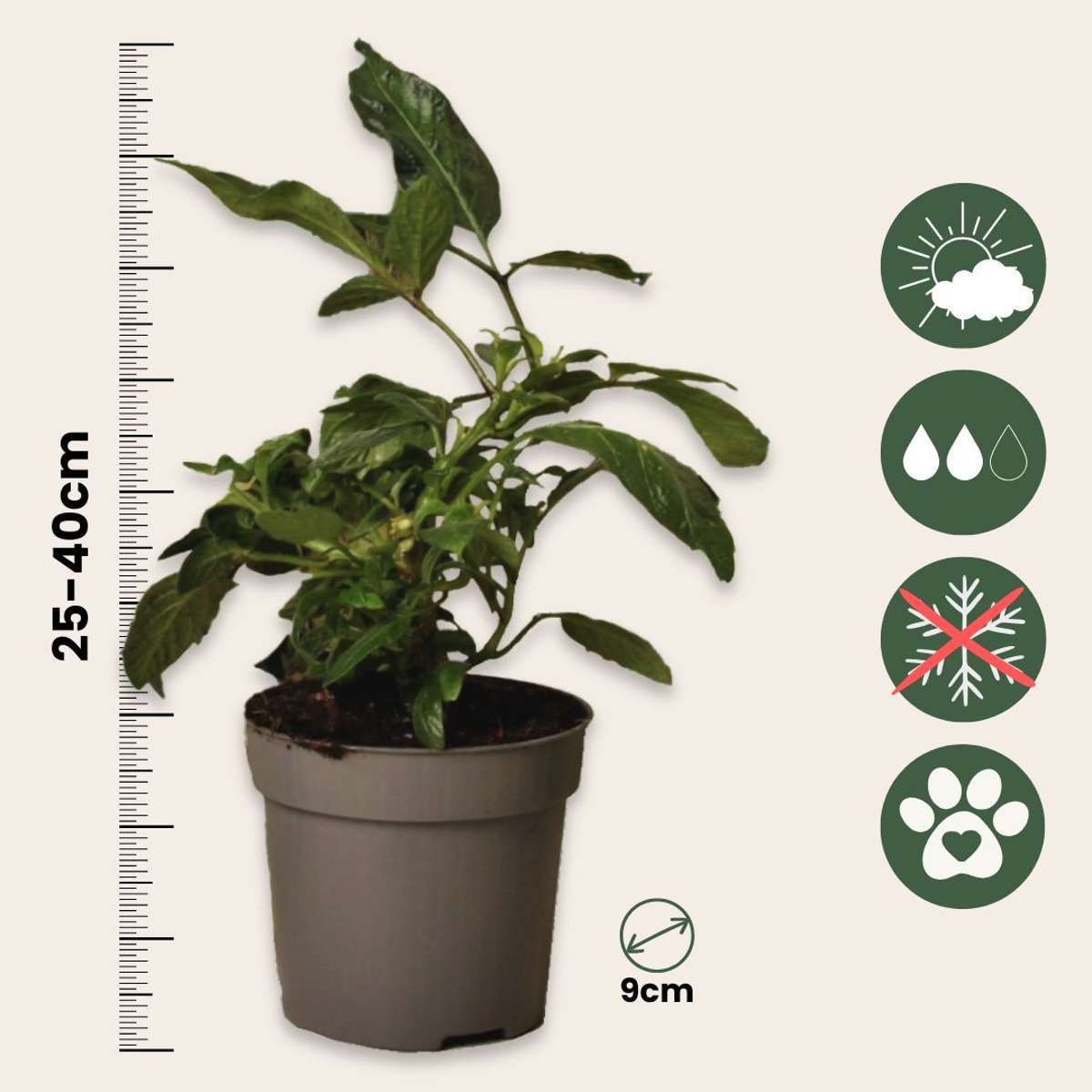 Pepino melon - 6 pcs. - Solanum Muricatum 'Pepino gold' - Height 25-40cm - ⌀9cm