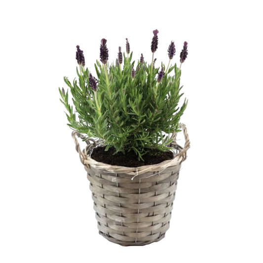 Lavender bush - Lavandula stoechas 'Anouk' - Height 25-35cm - ⌀15cm