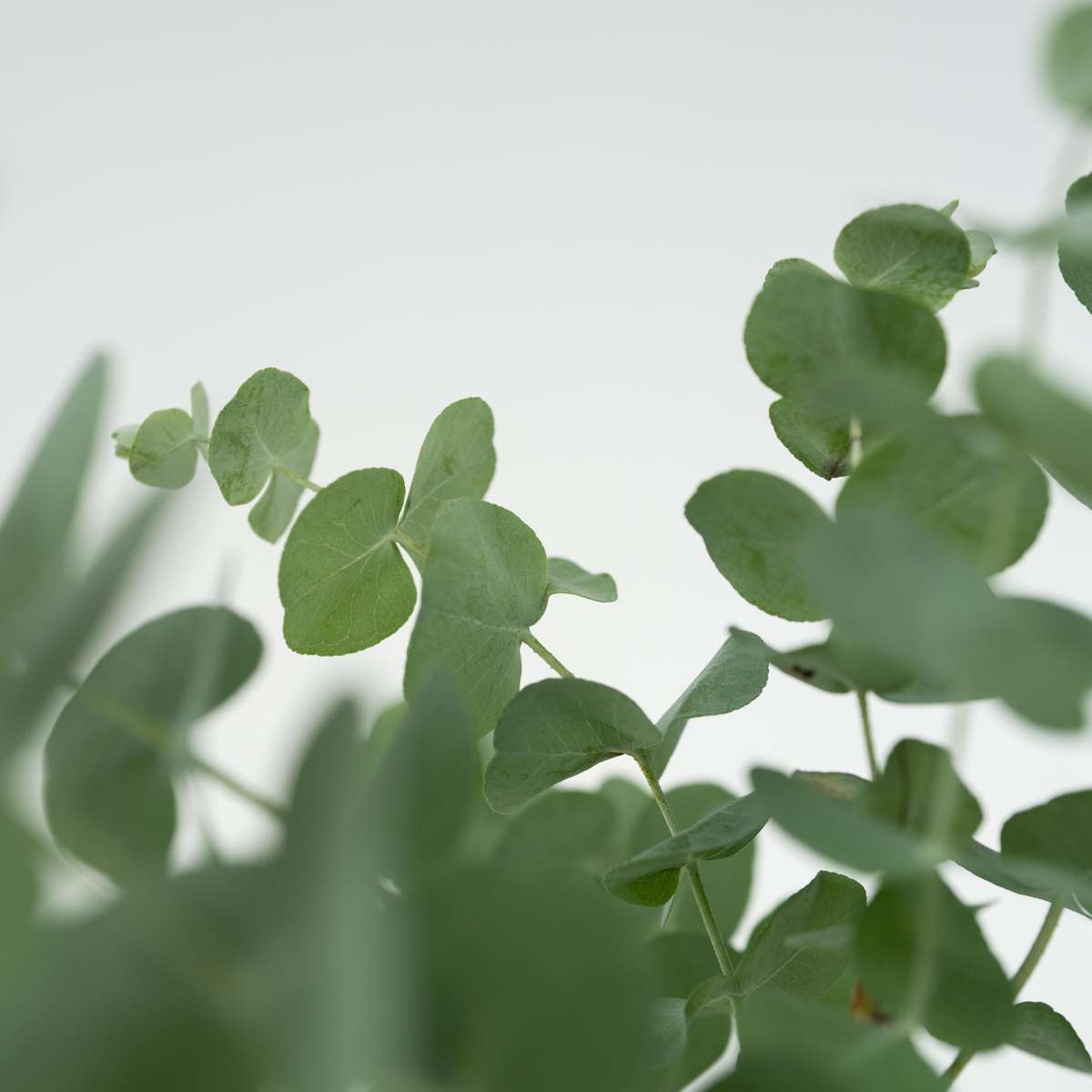 Gum bush - 6 pcs. - Eucalyptus 'Pulverulenta' - Height 25-40cm - ⌀12cm