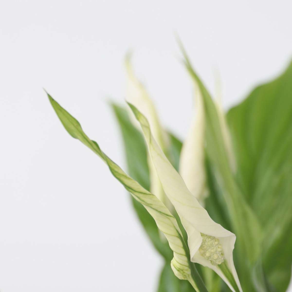 Peace lilly - 3 pcs. - Spathiphyllum 'Torelli' - Height 30-45cm - ⌀12cm