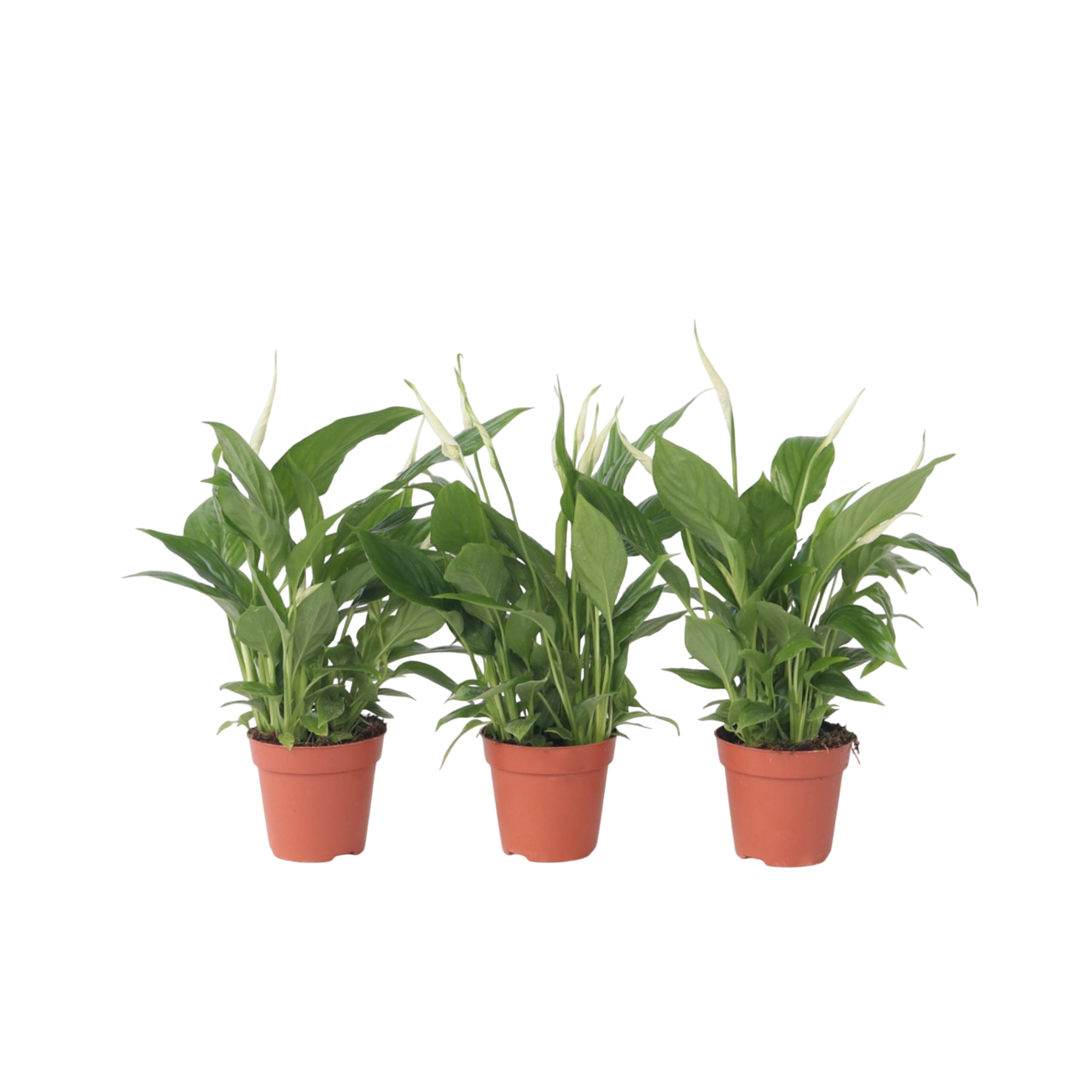 Peace lilly - 3 pcs. - Spathiphyllum 'Torelli' - Height 30-45cm - ⌀12cm