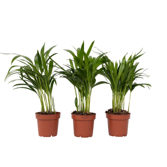 Areca palm 'Golden Cane' - 3 pcs. - Dypsis lutescens - Height 30-45cm - ⌀12cm