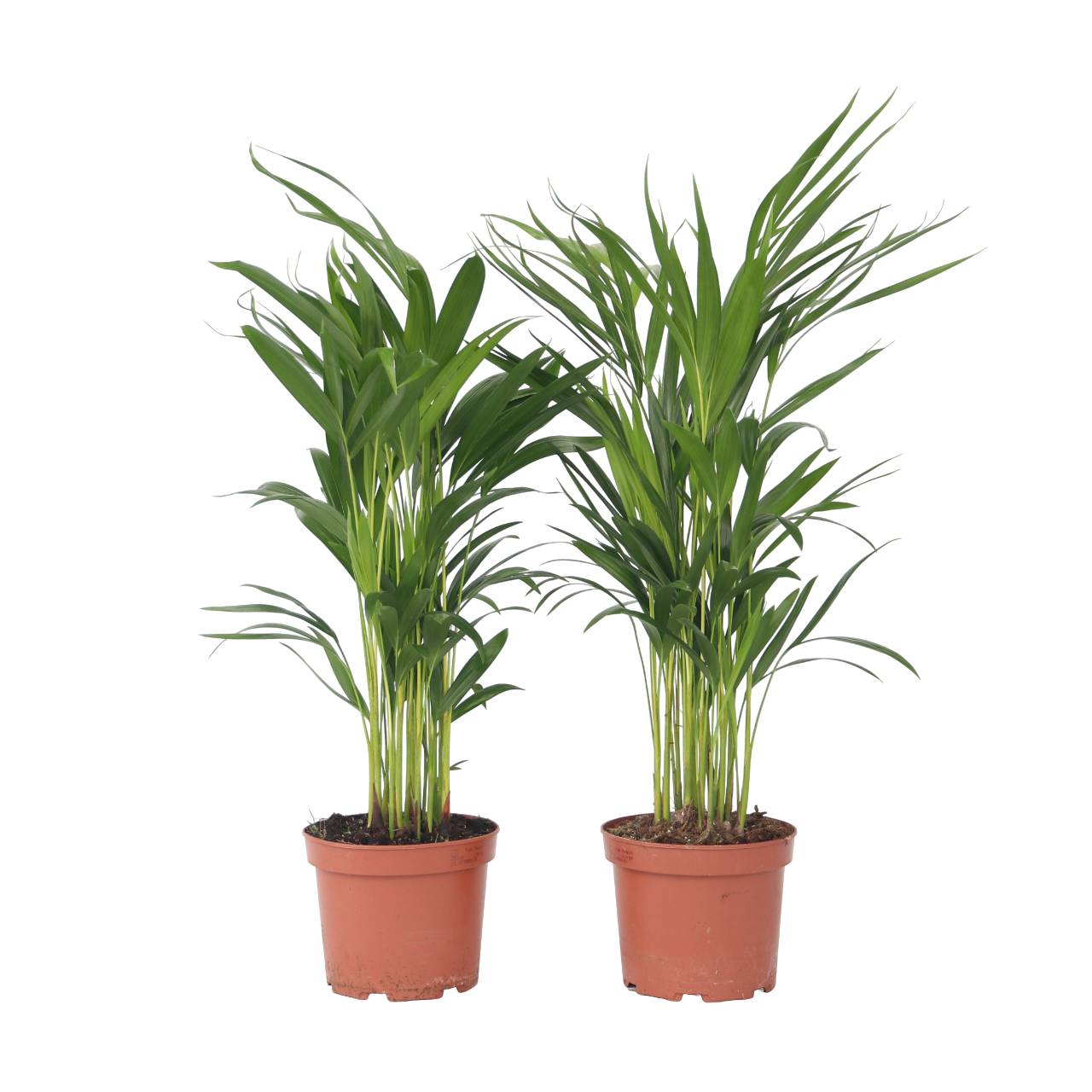 Areca palm 'Golden Cane' - 4 pcs. - Dypsis lutescens - Height 60-70cm - ⌀17cm