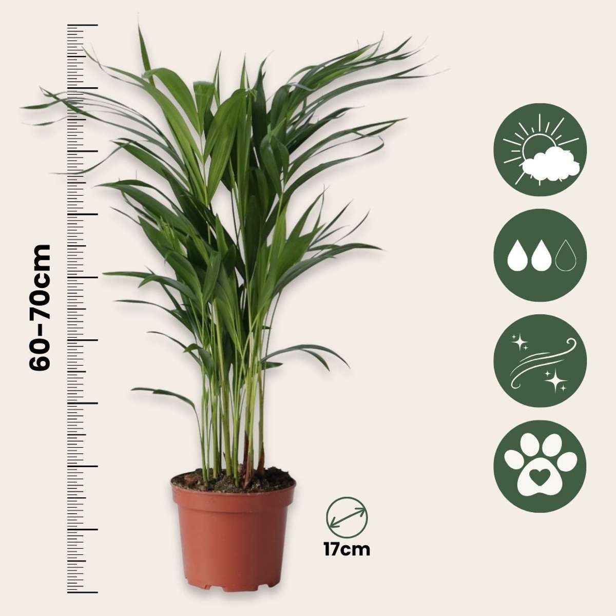 Areca palm 'Golden Cane' - 4 pcs. - Dypsis lutescens - Height 60-70cm - ⌀17cm