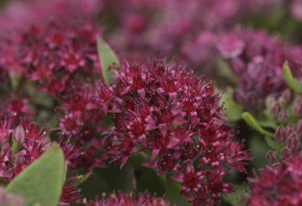 SEDUM telephium Surrender Rose - 9cm pot