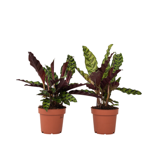 Rattlesnake plant - 2 pcs. - Goeppertia insignis - Height 30-40cm - ⌀12cm