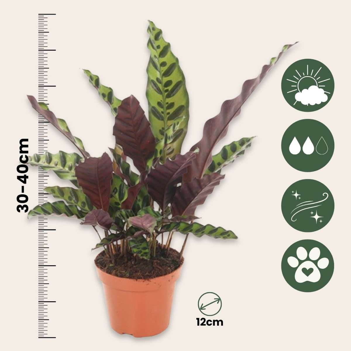 Rattlesnake plant - 2 pcs. - Goeppertia insignis - Height 30-40cm - ⌀12cm