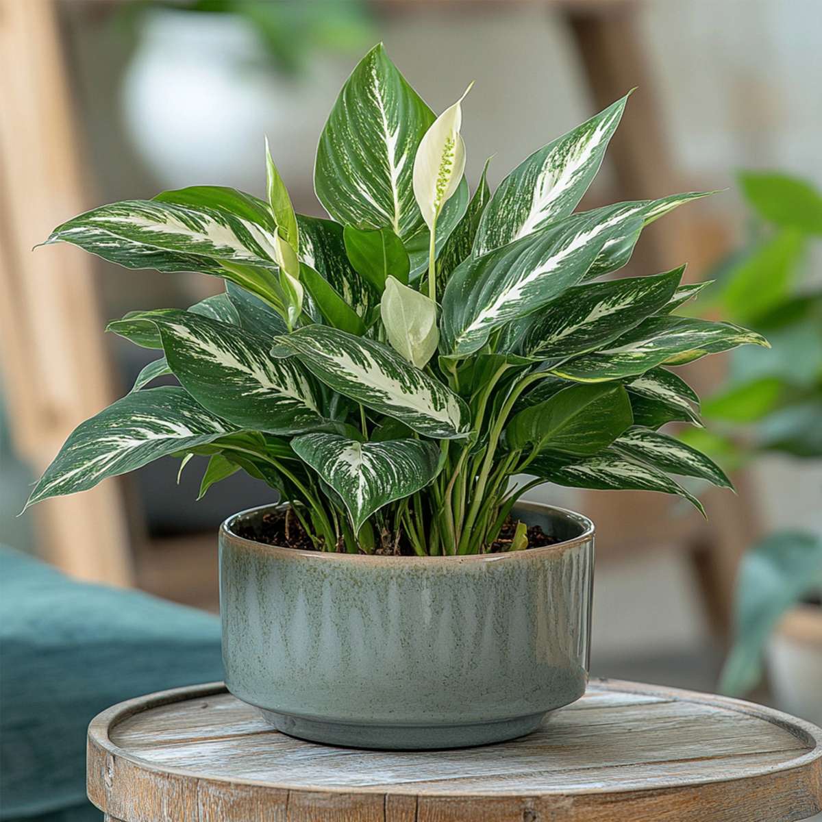 Peace lilly - 2 pcs. - Spathiphyllum 'Diamond' - Height 40-50cm - ⌀12cm