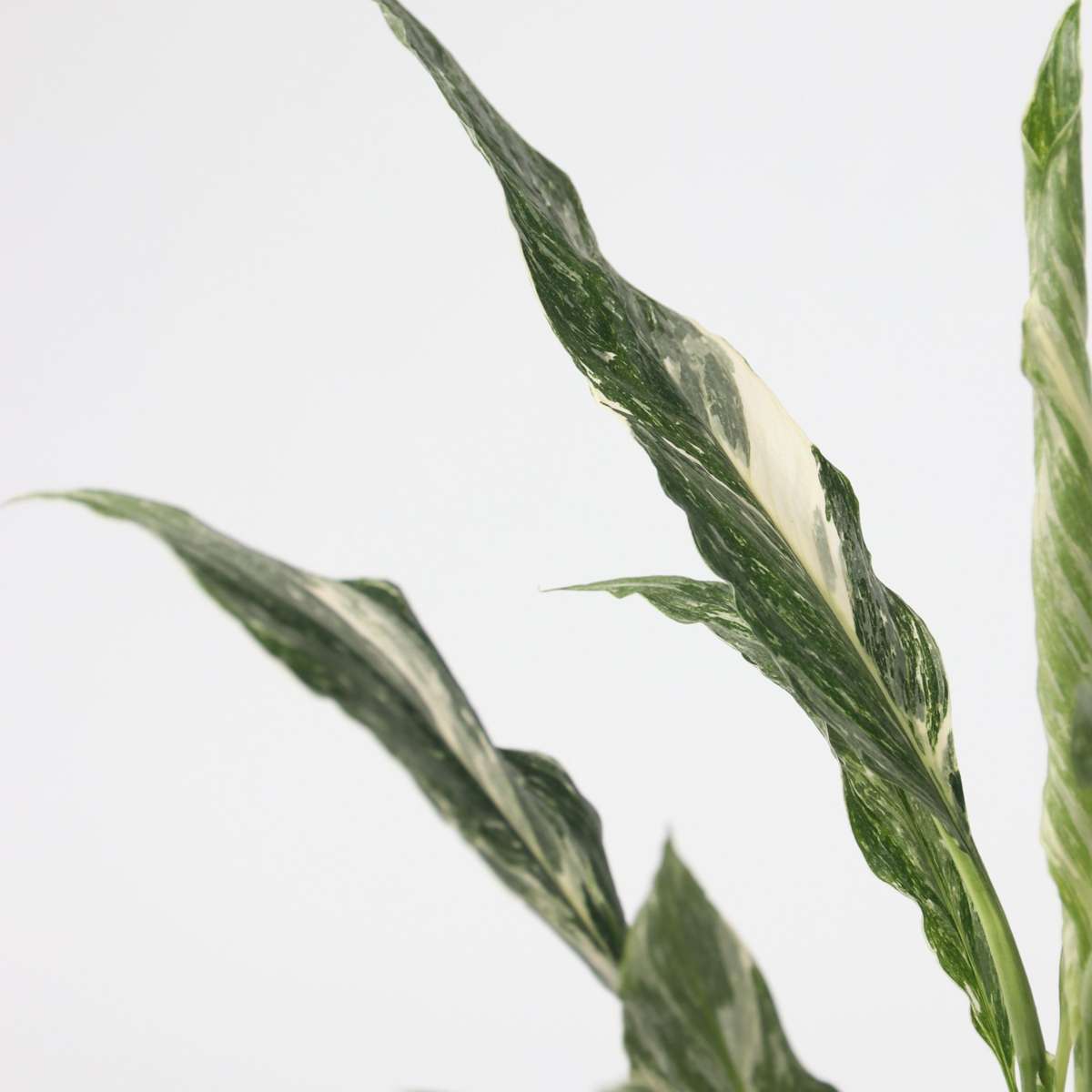 Peace lilly - 2 pcs. - Spathiphyllum 'Diamond' - Height 40-50cm - ⌀12cm