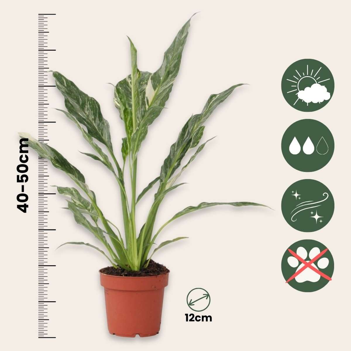 Peace lilly - 2 pcs. - Spathiphyllum 'Diamond' - Height 40-50cm - ⌀12cm