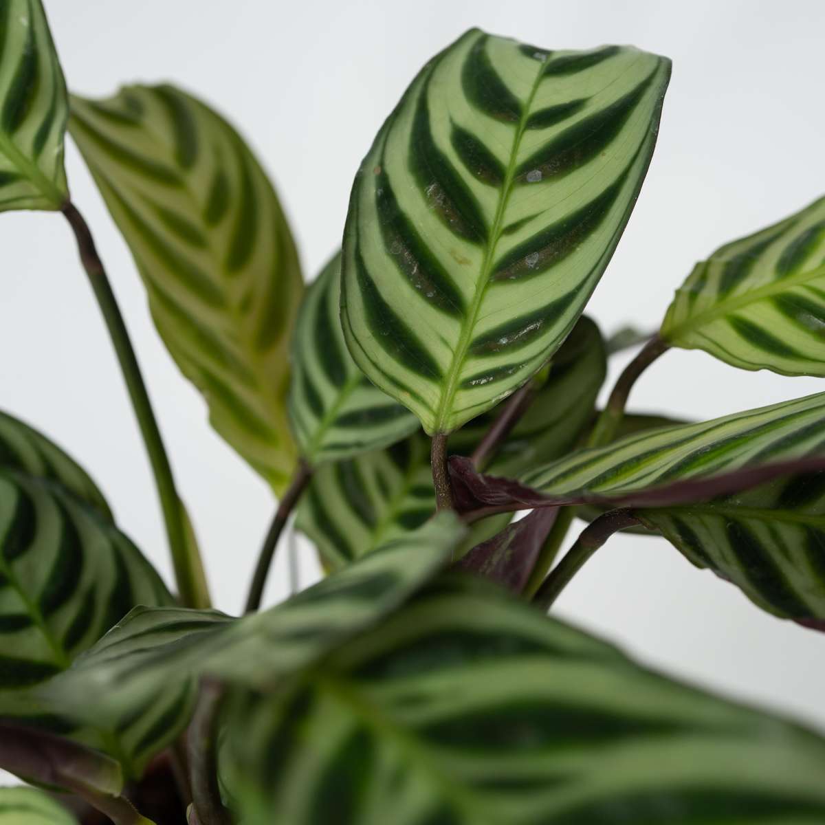 Never Never Plant - Ctenanthe 'Amagris' - Height 20-30cm - ⌀12cm