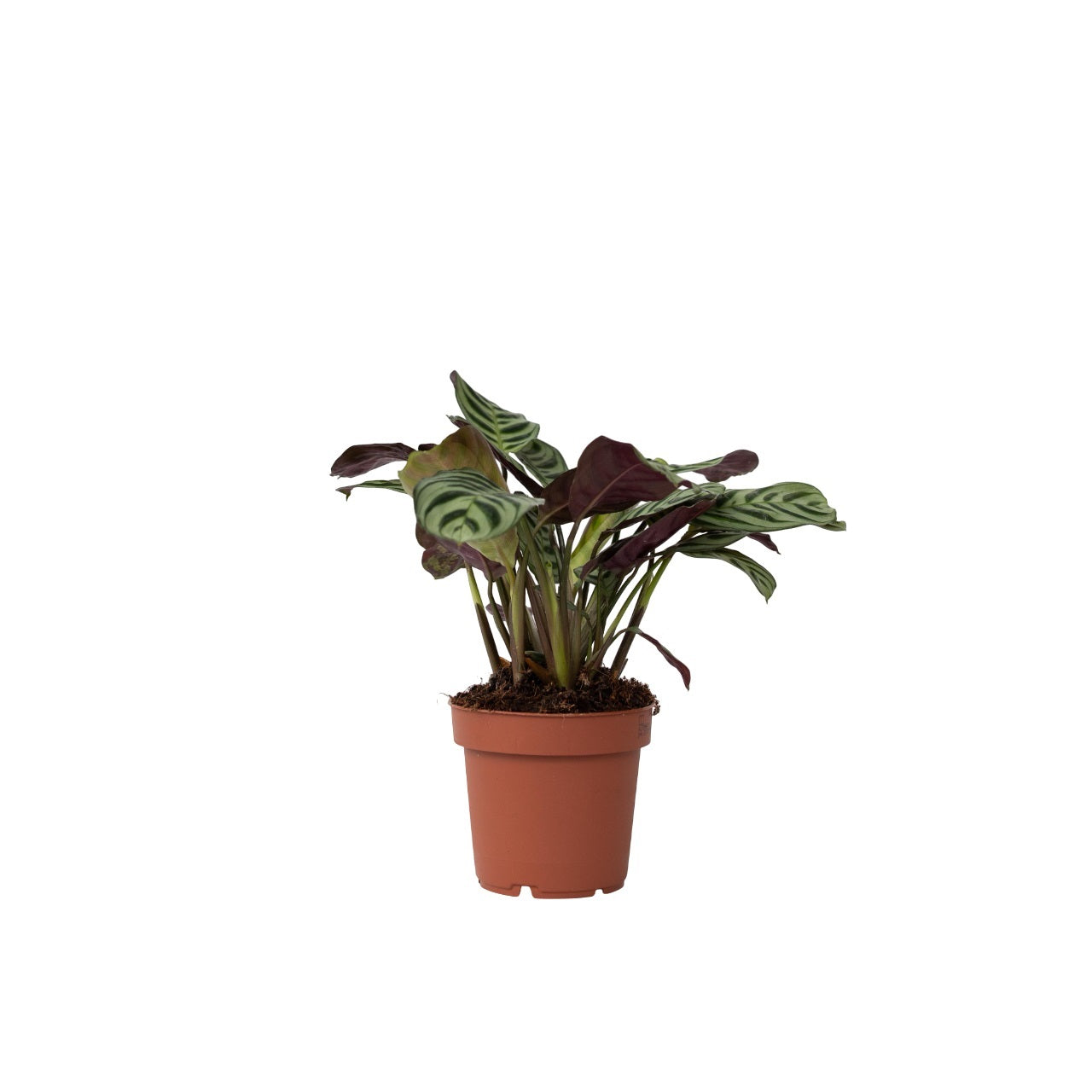 Never Never Plant - Ctenanthe 'Amagris' - Height 20-30cm - ⌀12cm