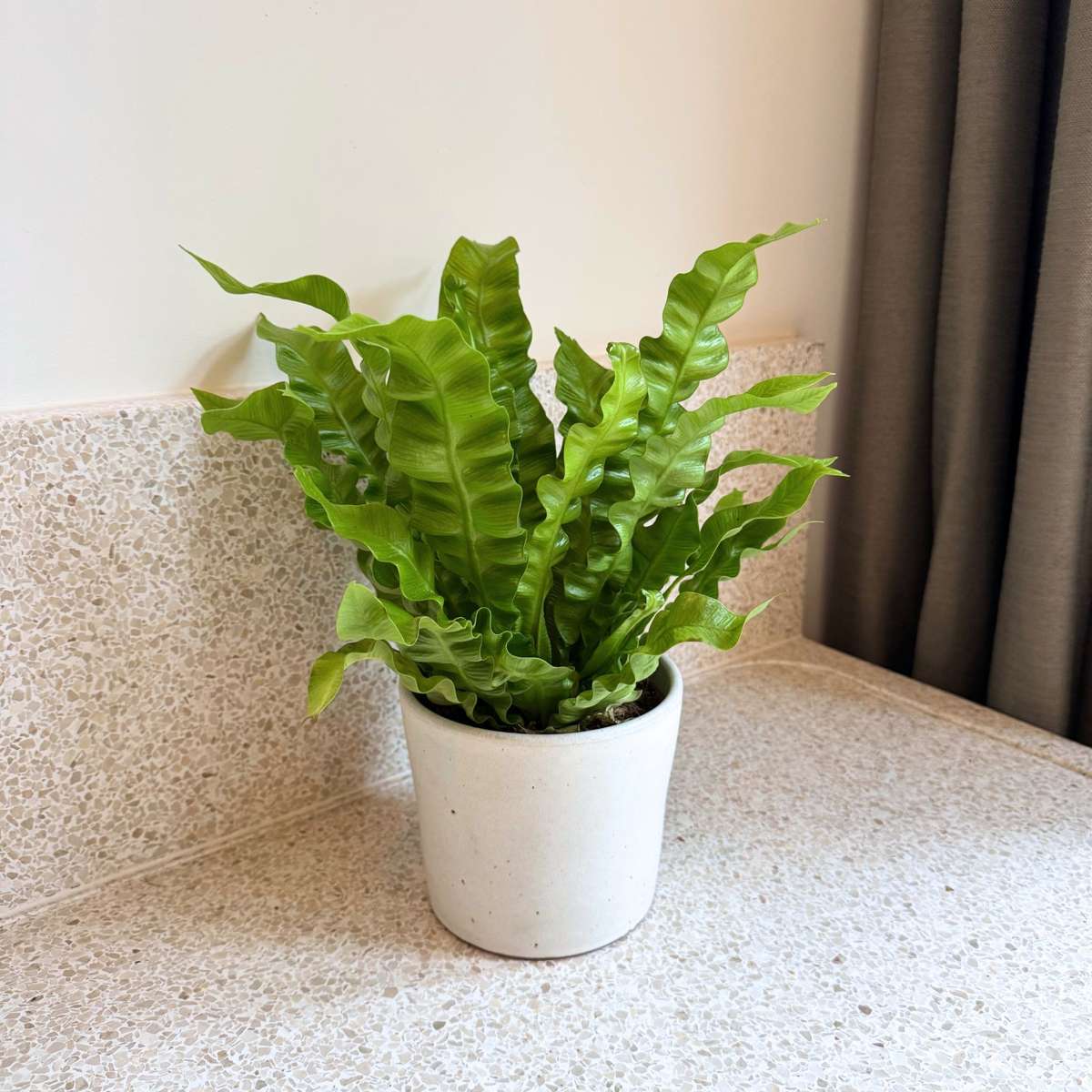 Bird's nest fern - Asplenium nidus 'Crispy Wave' - Height 25-40cm - ⌀12cm