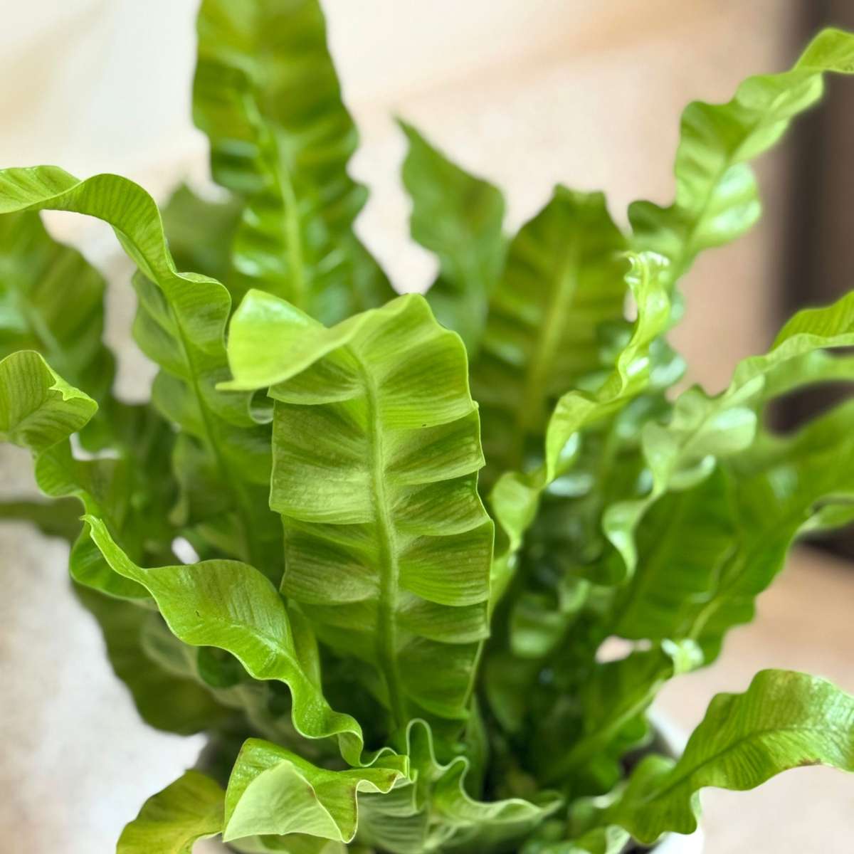 Bird's nest fern - Asplenium nidus 'Crispy Wave' - Height 25-40cm - ⌀12cm