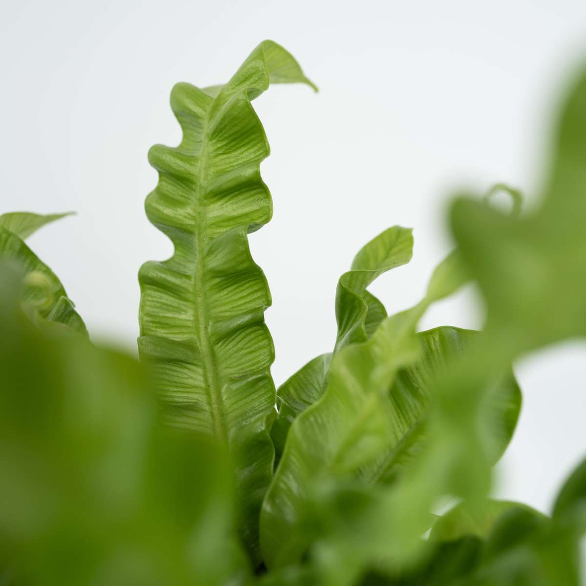 Bird's nest fern - Asplenium nidus 'Crispy Wave' - Height 25-40cm - ⌀12cm