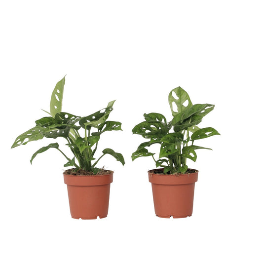 Mini Swiss Cheese Plant - 2 pcs. - Monstera 'Monkey Mask' - H25-30cm - ⌀12cm