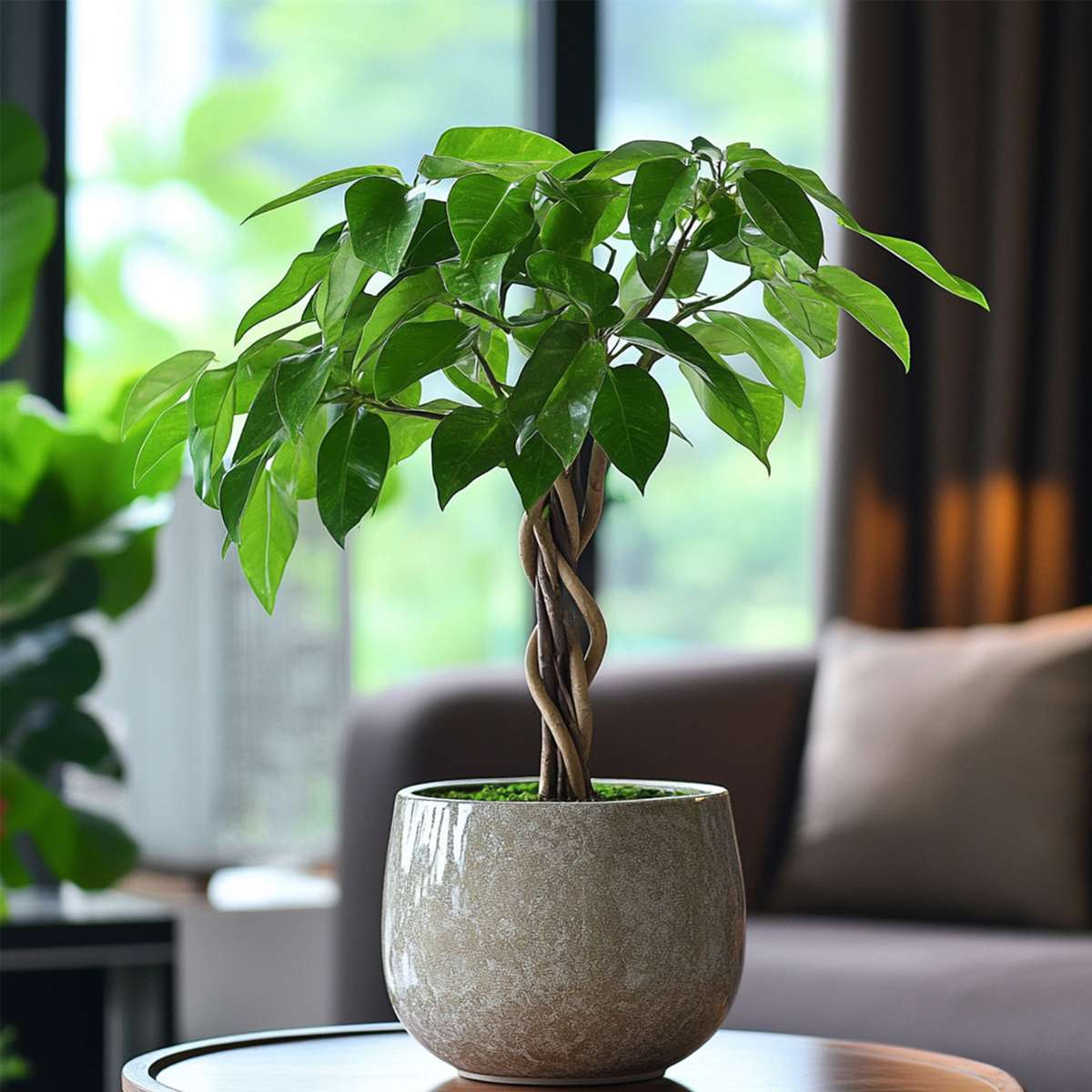 Money Tree Plant - 2 pcs. - Pachira aquatica - Height 60-70cm - ⌀17cm