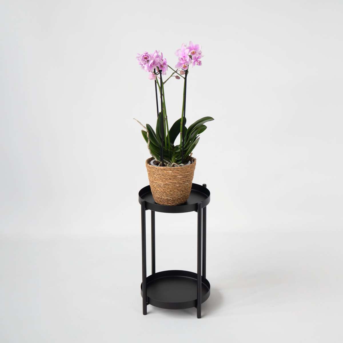 Moth Orchid - Phalaenopsis Multiflora with basket - Height 35-45cm - ⌀12cm