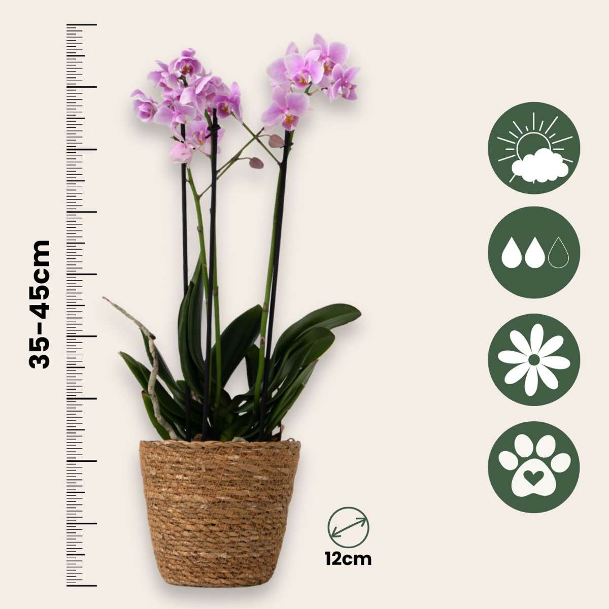 Moth Orchid - Phalaenopsis Multiflora with basket - Height 35-45cm - ⌀12cm