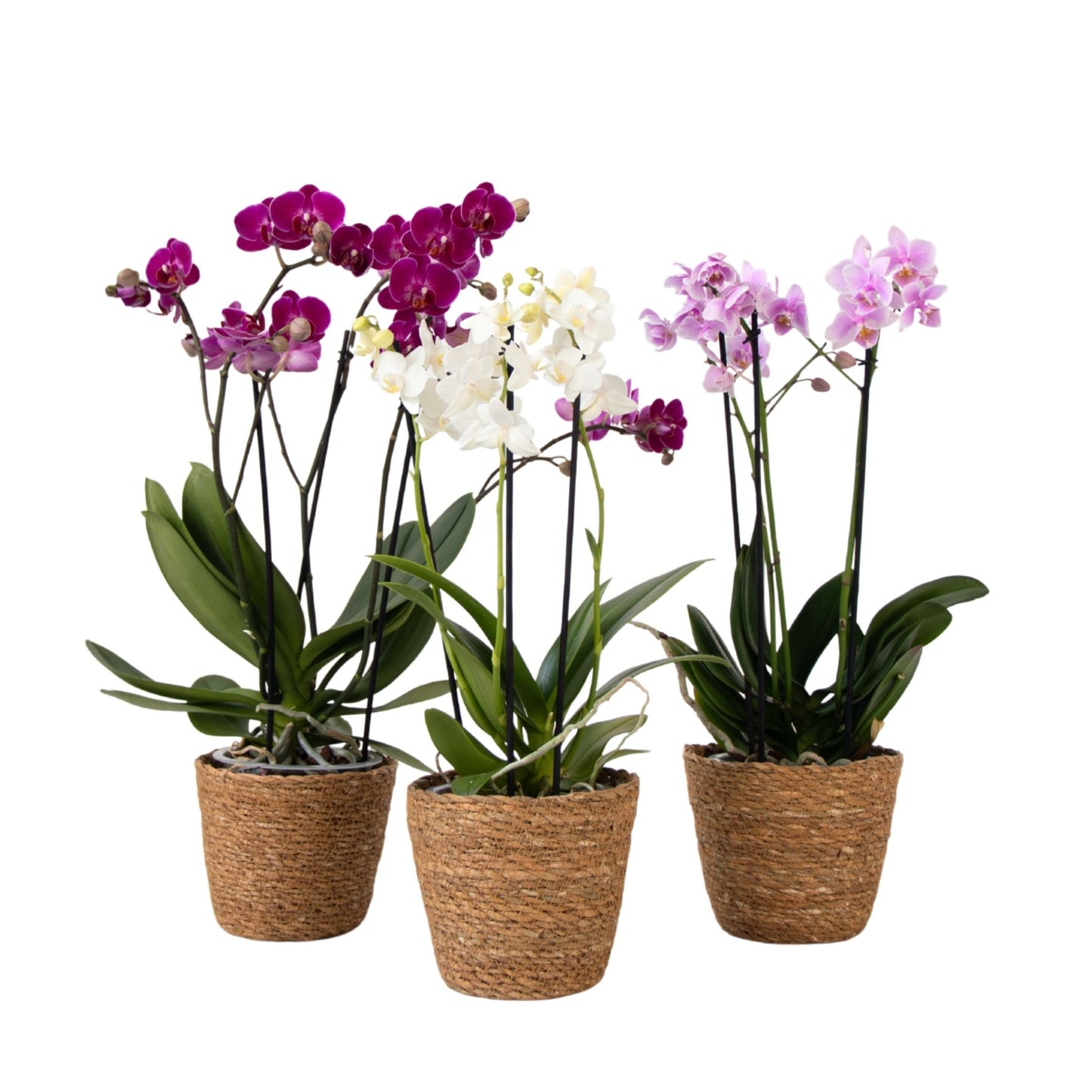 Moth Orchid - x3 - Phalaenopsis Multiflora in basket - Height 35-45cm - ⌀12cm