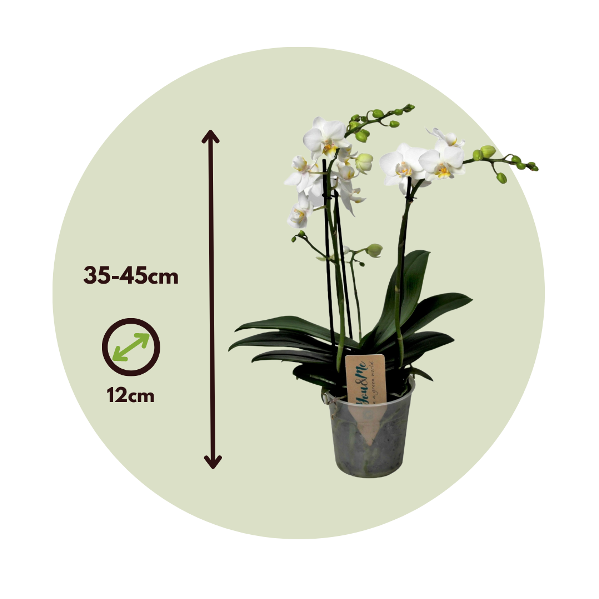 Moth orchid - Phalaenopsis Multiflora - Height 35-45cm - ⌀12cm