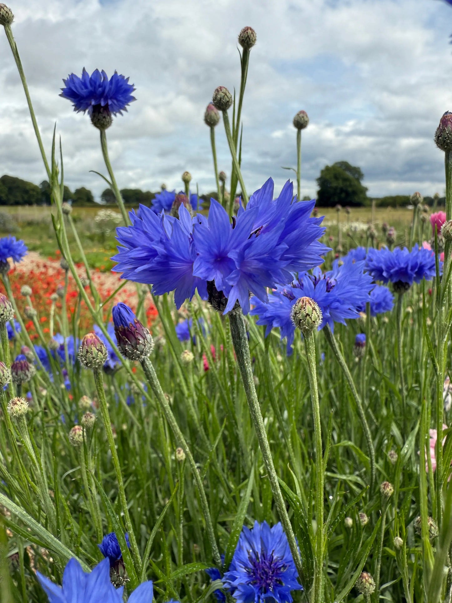 Cornflower Blue Ball