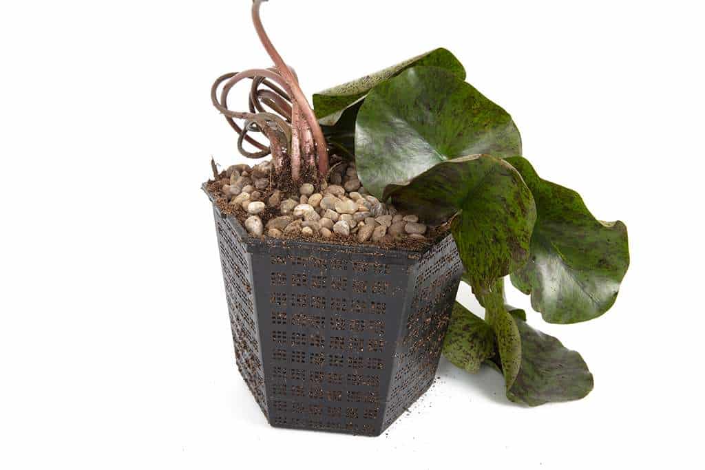 Wanvisa water lily - pond plants - LW27