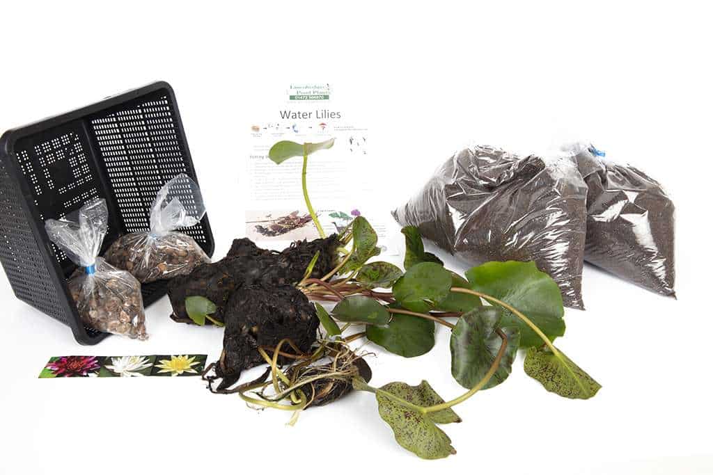 Perrys Double White water lily - pond plants - MW19