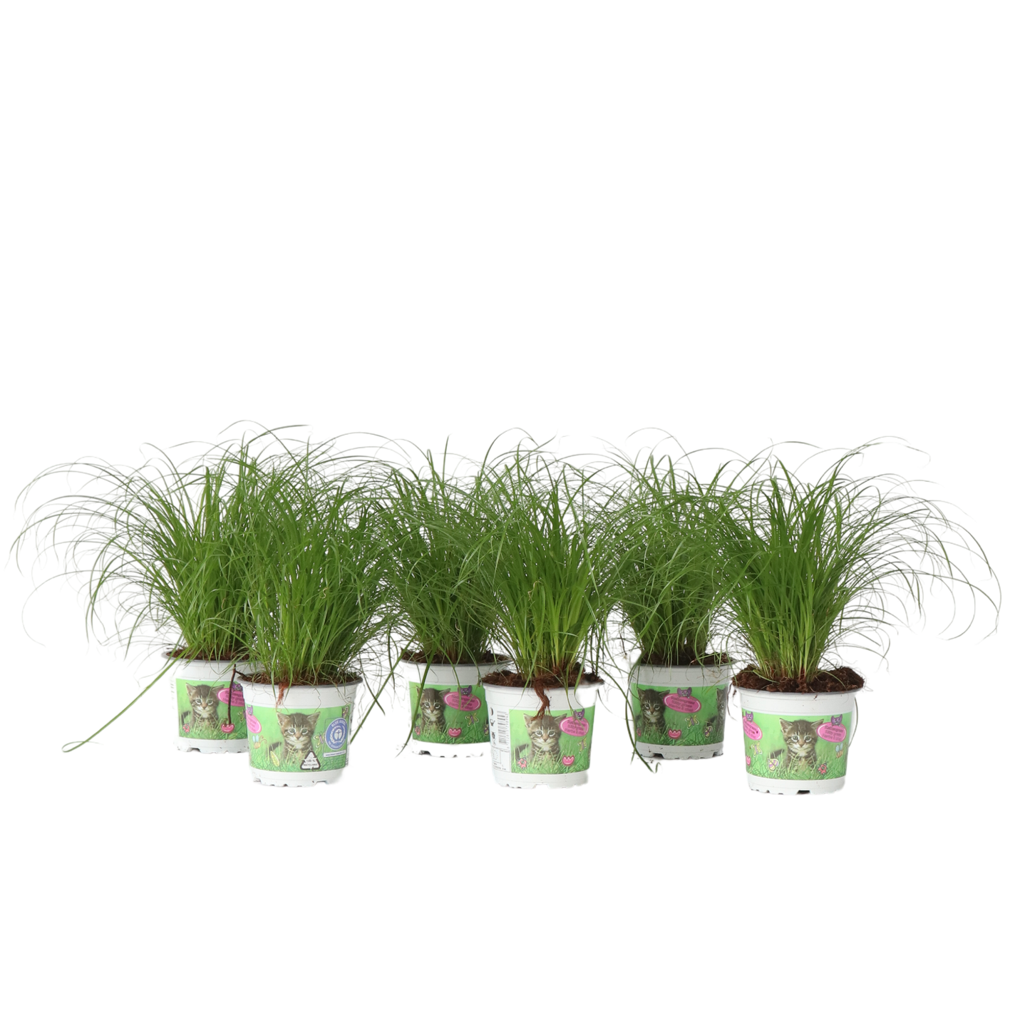 Cat Grass - 6 pcs. - Cyperus zumula - Height 30-40cm - ⌀12cm