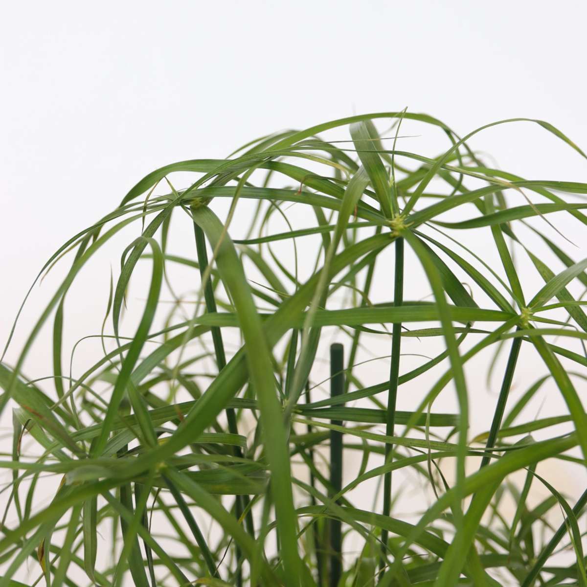 Umbrella plant - 2 pcs. - Cyperus alternifolius - Height 40-50cm - ⌀14cm